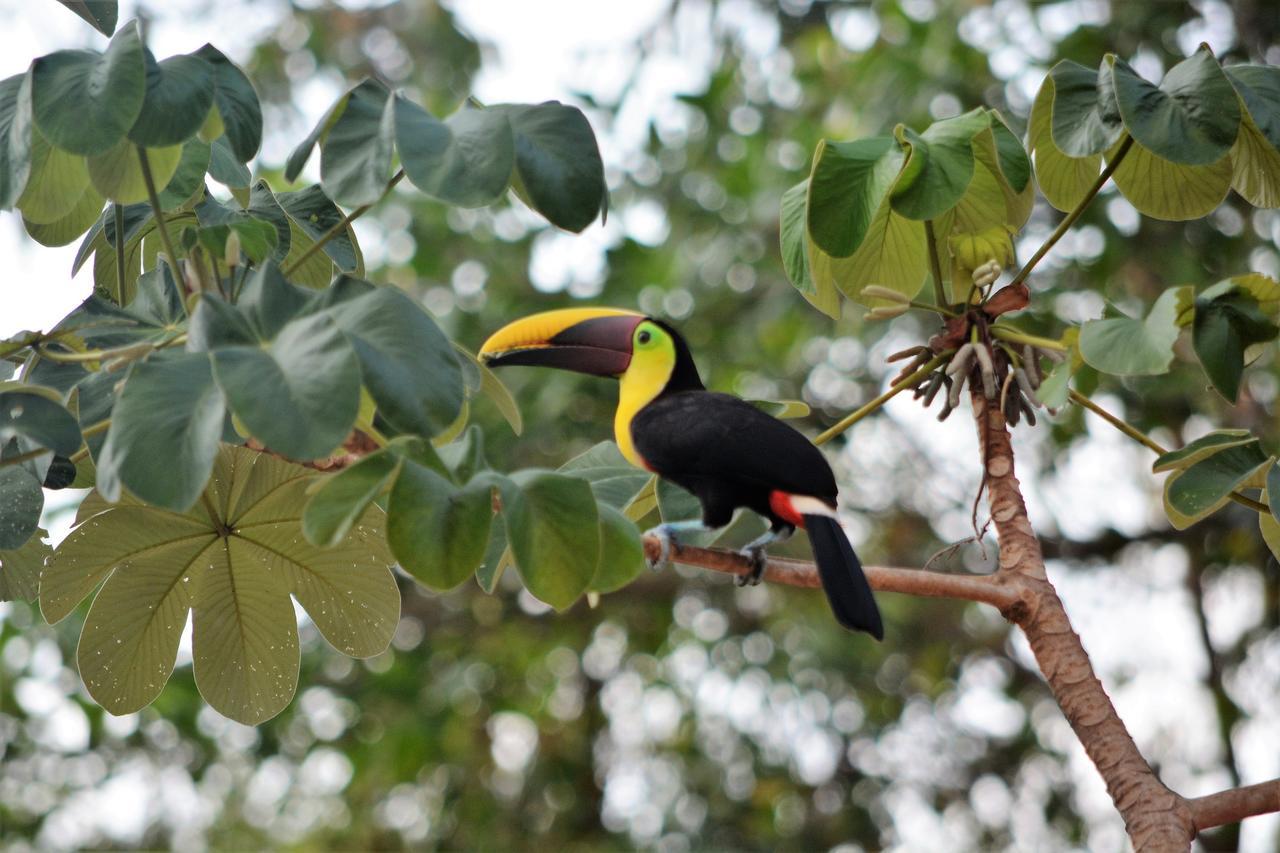 دومينيكال Casa Del Toucan المظهر الخارجي الصورة