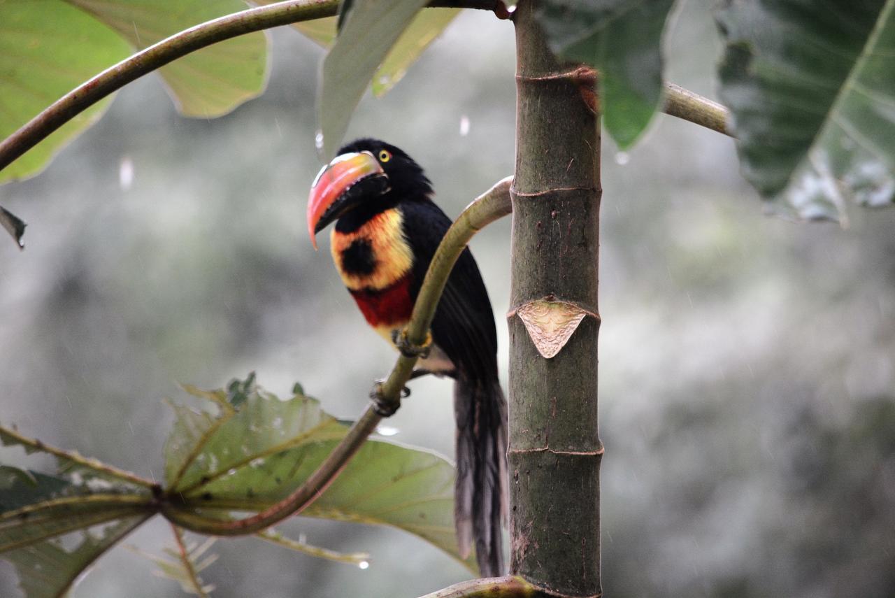 دومينيكال Casa Del Toucan المظهر الخارجي الصورة