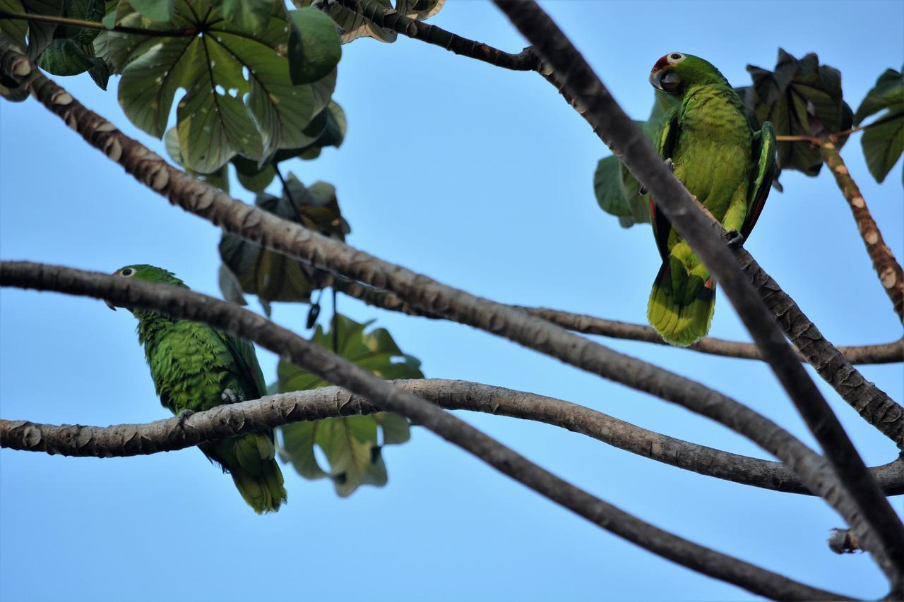 دومينيكال Casa Del Toucan المظهر الخارجي الصورة